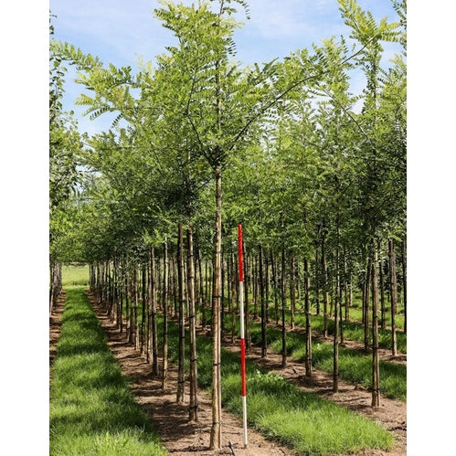 Pagodträd - Sophora japonica 12-14 HS,